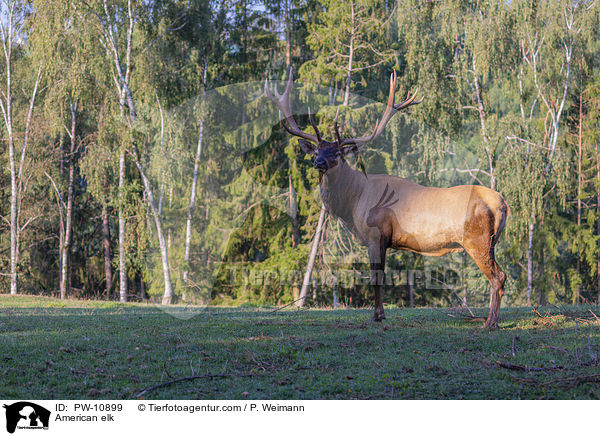 Wapiti / American elk / PW-10899