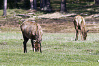 American elks