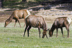 American elks