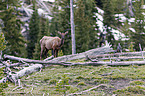 American elk