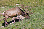 American elk