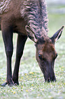 American elk