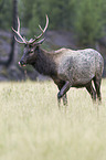 American elk