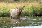 American elk