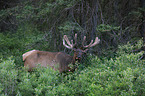 elk