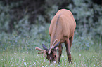 elk