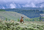 American elk