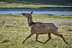 American elk