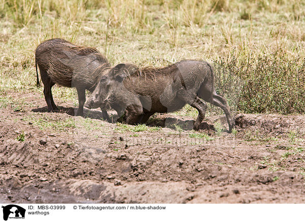 Warzenschweine / warthogs / MBS-03999