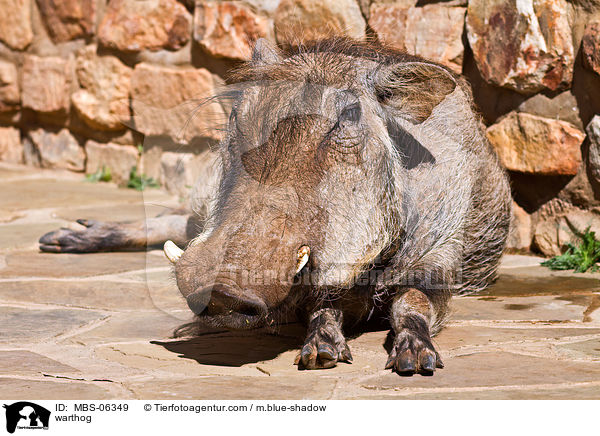 Warzenschwein / warthog / MBS-06349