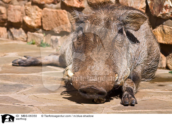 Warzenschwein / warthog / MBS-06350