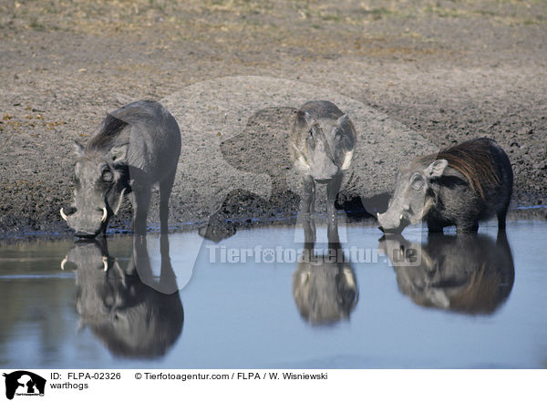 Warzenschweine / warthogs / FLPA-02326