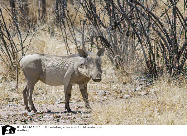 Warzenschwein / warthog / MBS-11837