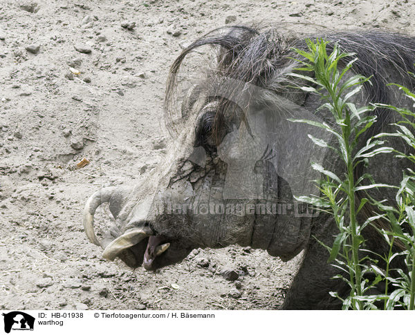 Warzenschwein / warthog / HB-01938