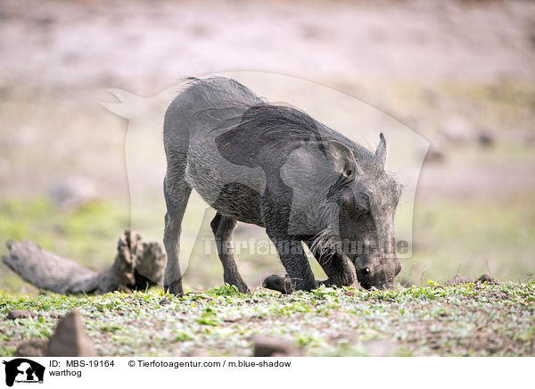 Warzenschwein / warthog / MBS-19164