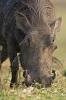 warthog