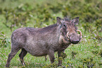 standing Warthog