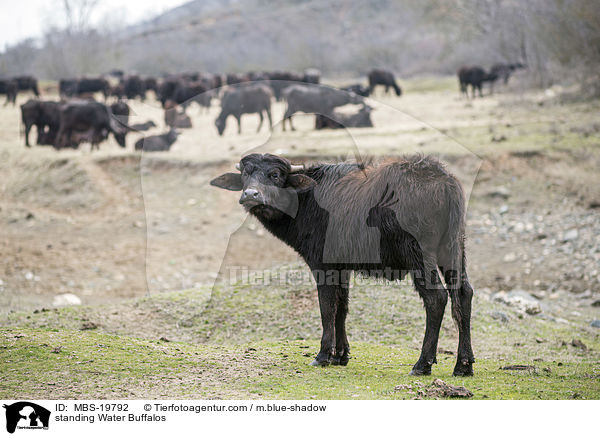 stehende Wasserbffel / standing Water Buffalos / MBS-19792