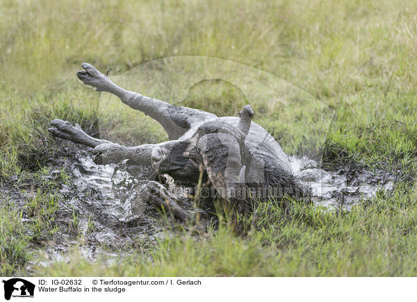 Wasserbffel im Schlamm / Water Buffalo in the sludge / IG-02632