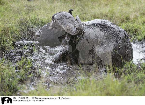 Wasserbffel im Schlamm / Water Buffalo in the sludge / IG-02635