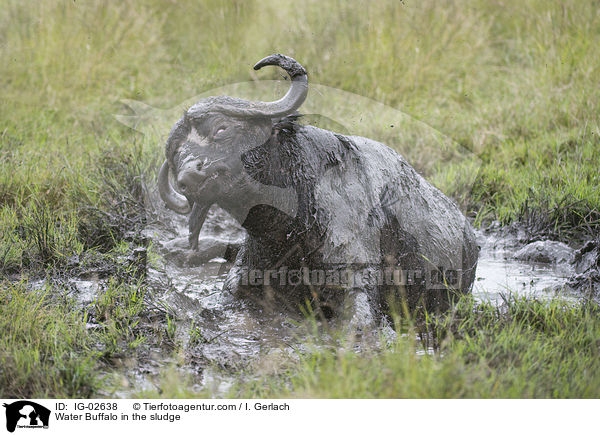 Wasserbffel im Schlamm / Water Buffalo in the sludge / IG-02638