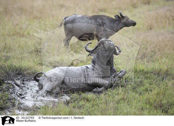 Water Buffalos / IG-02765