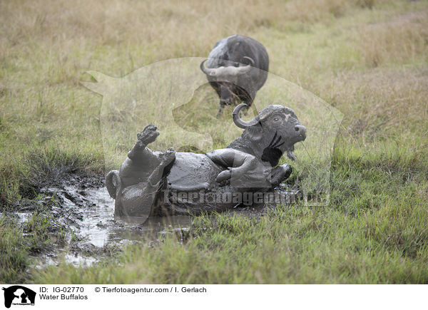 Water Buffalos / IG-02770