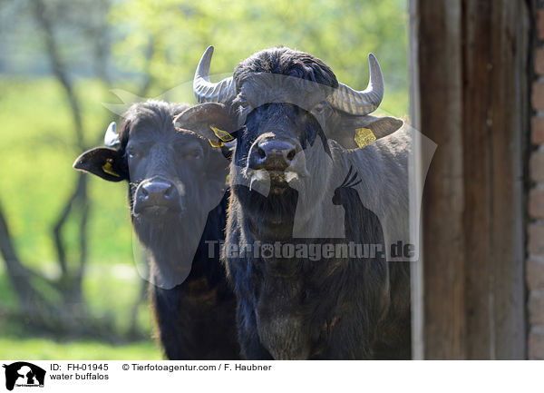 water buffalos / FH-01945