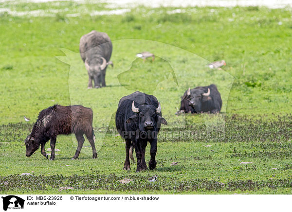 water buffalo / MBS-23926