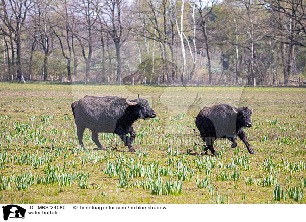 Wasserbffel / water buffalo / MBS-24080