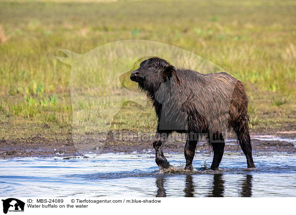 Water buffalo on the water / MBS-24089