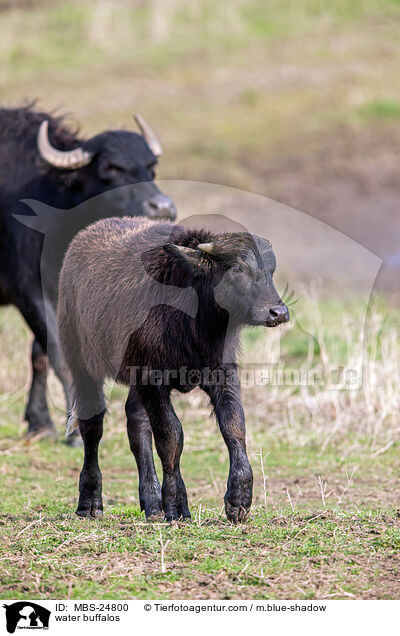 Wasserbffel / water buffalos / MBS-24800