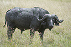 standing Water Buffalo