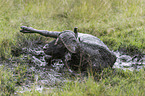 Water Buffalo in the sludge