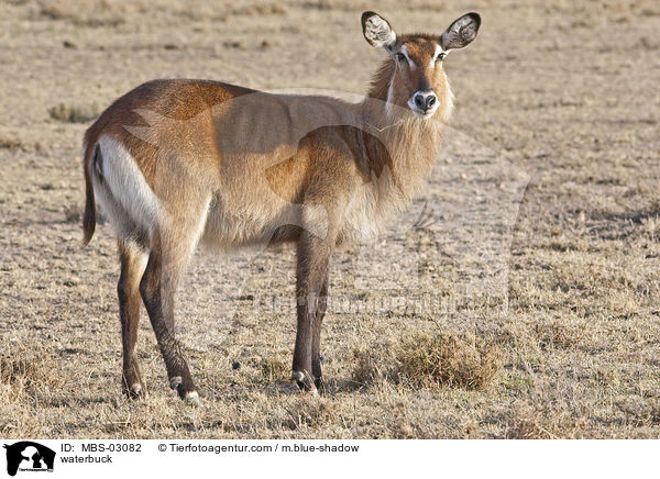 waterbuck / MBS-03082