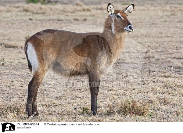 waterbuck / MBS-03084