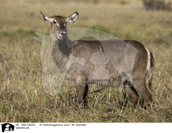 Gemeiner Wasserbock / waterbuck / WS-03653