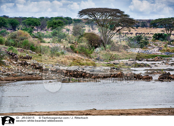 Serengeti-Weibartgnus / western white-bearded wildebeests / JR-03615
