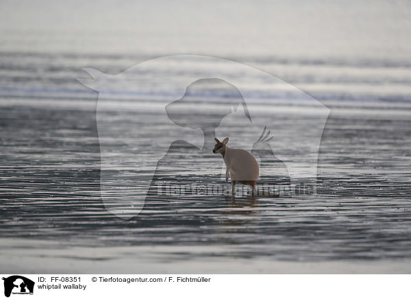 Hbschgesichtwallaby / whiptail wallaby / FF-08351