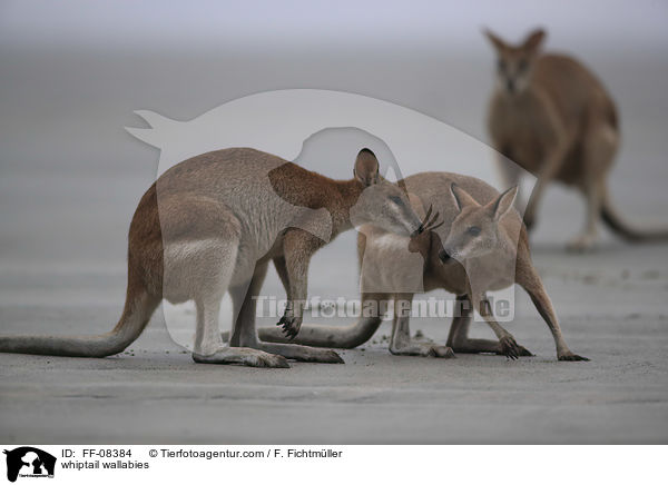 Hbschgesichtwallabys / whiptail wallabies / FF-08384