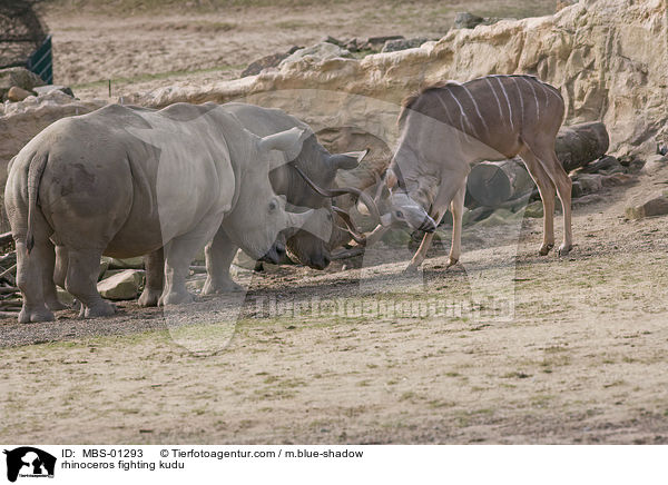 rhinoceros fighting kudu / MBS-01293