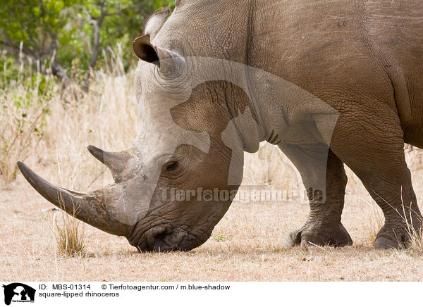 Breitmaulnashorn / square-lipped rhinoceros / MBS-01314