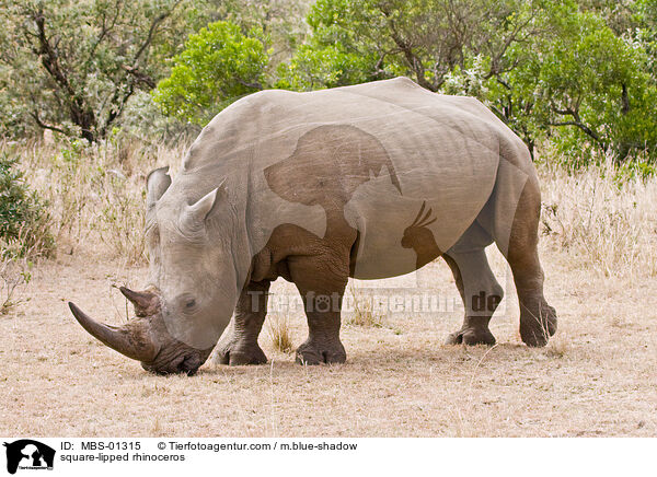 Breitmaulnashorn / square-lipped rhinoceros / MBS-01315