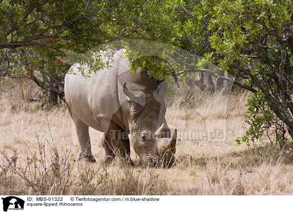 Breitmaulnashorn / square-lipped rhinoceros / MBS-01322