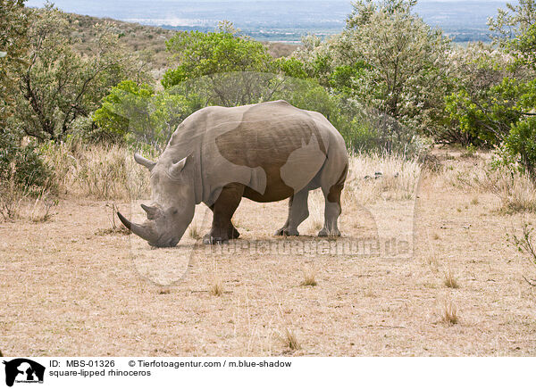 Breitmaulnashorn / square-lipped rhinoceros / MBS-01326
