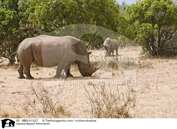 Breitmaulnashorn / square-lipped rhinoceros / MBS-01327
