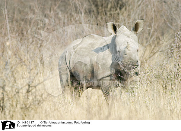 Breitmaulnashorn / Square-lipped rhinoceros / HJ-01371