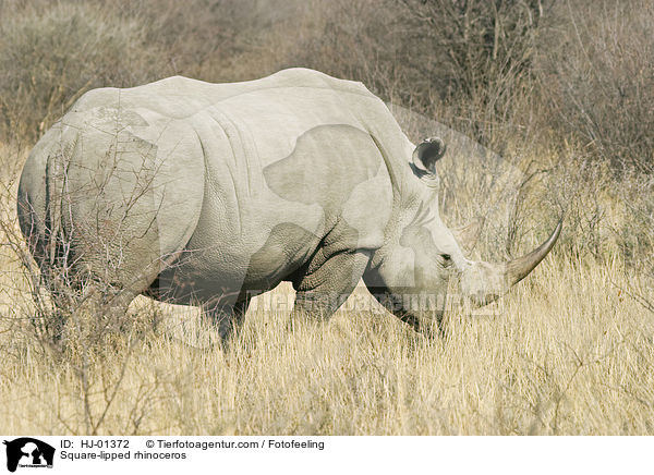 Breitmaulnashorn / Square-lipped rhinoceros / HJ-01372