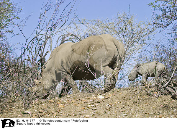 Breitmaulnashorn / Square-lipped rhinoceros / HJ-01377