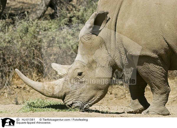 Breitmaulnashorn / Square-lipped rhinoceros / HJ-01381